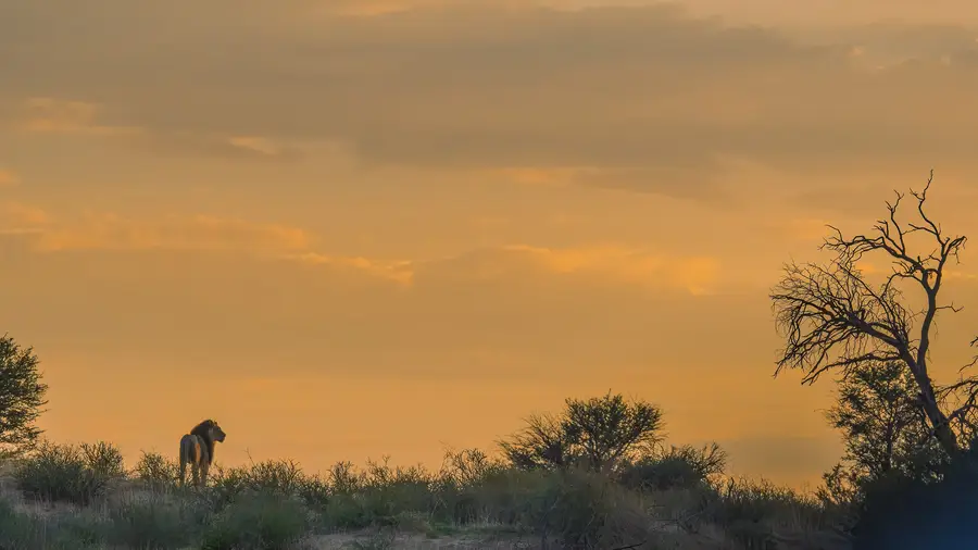Dusk over the Kgalagadi with a lone springbok