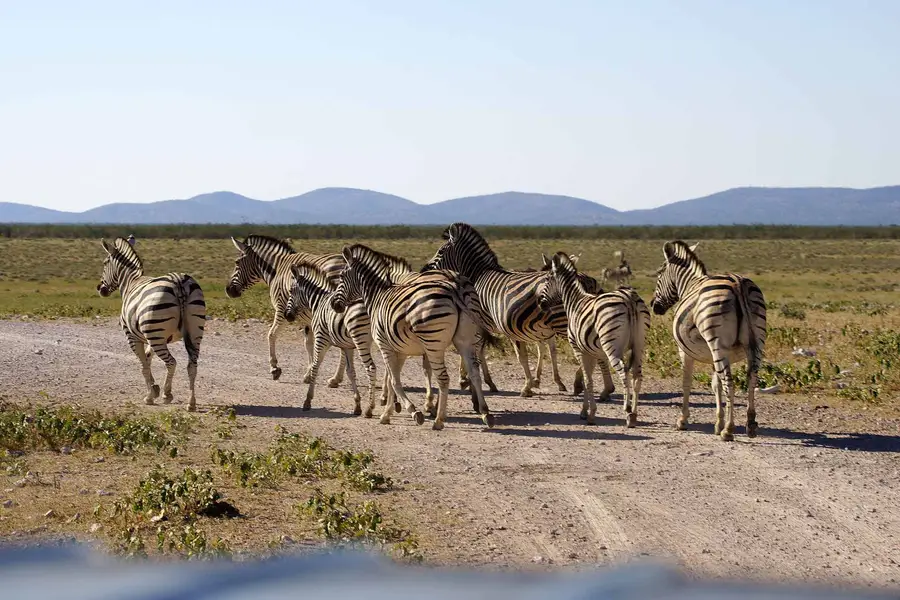Zebra crossing a gravel road in Namibia